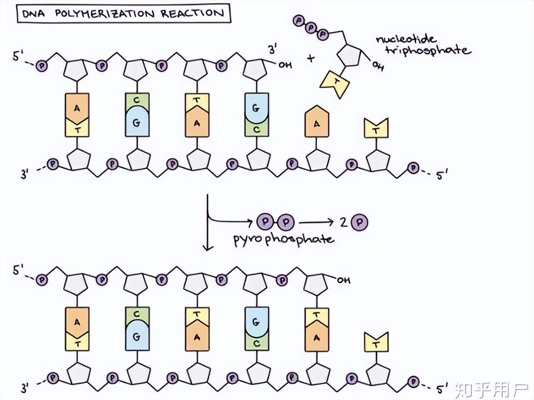 dna复制为什么有一条链是不连续的,dna复制时子链的延长是连续的吗