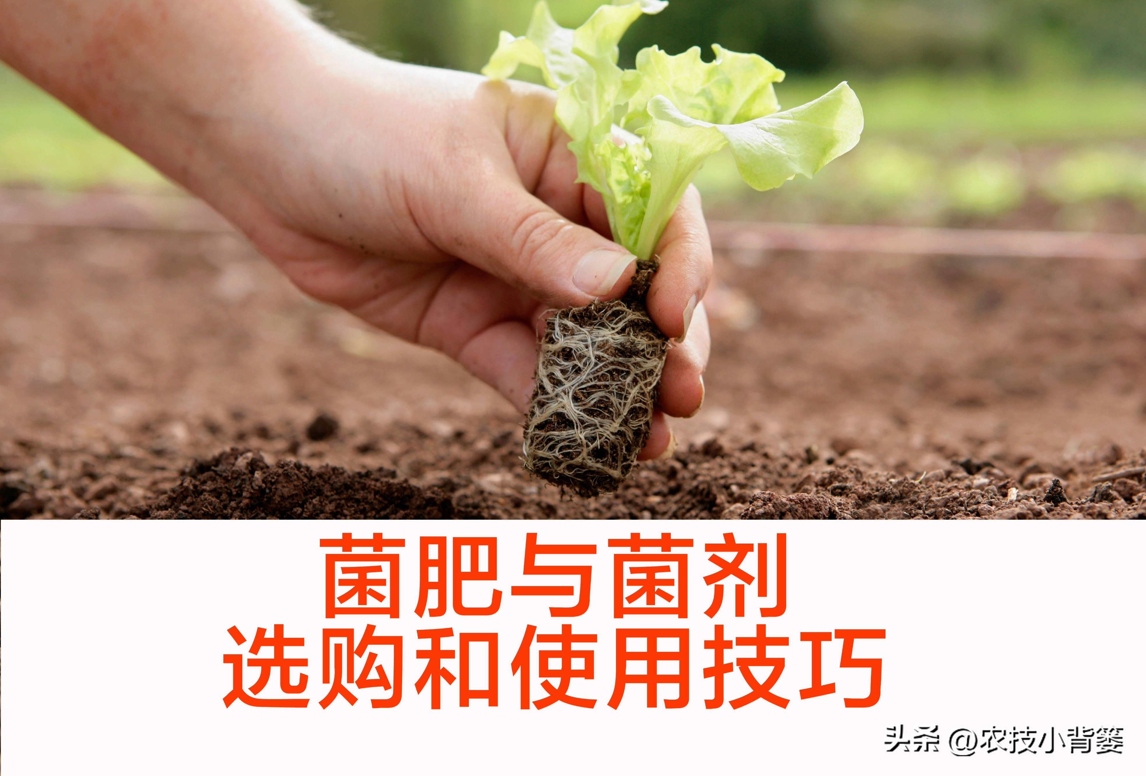 三分钟学会菌剂和菌肥的区别,菌剂和菌肥怎么选择