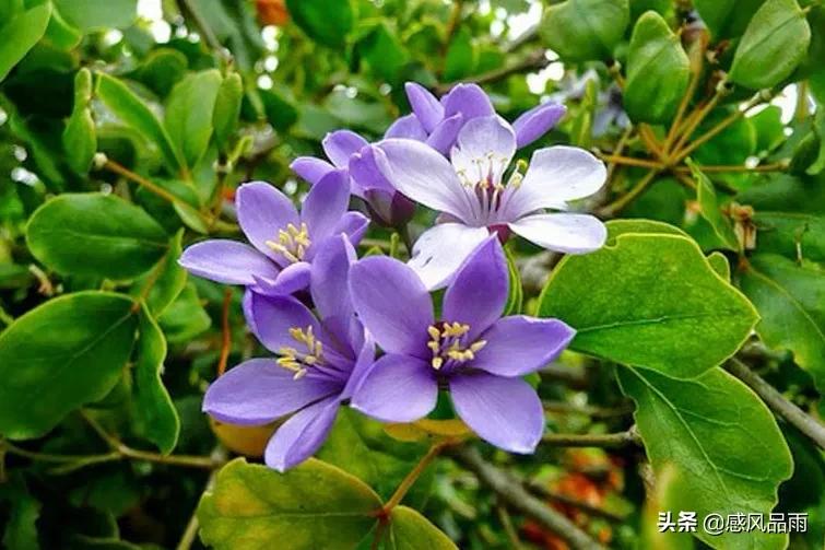 九十九朵美丽的国花送给你