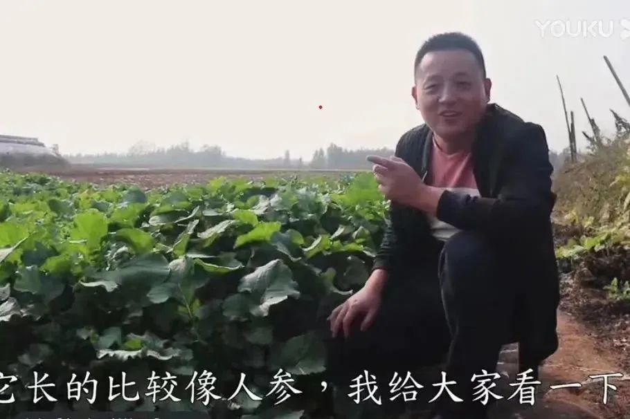 中国白菜种子,中国白菜最有名