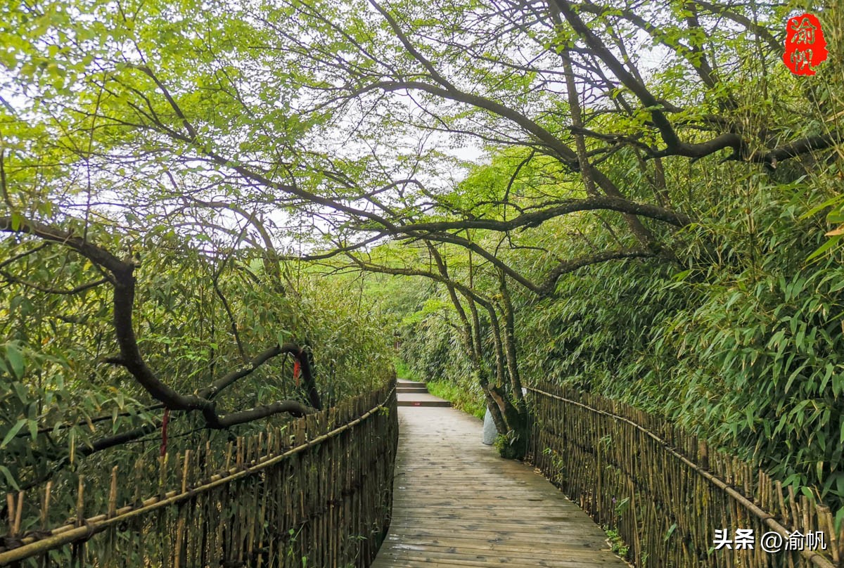 重庆的热门风景好的山,重庆哪座山最适合看城区风景