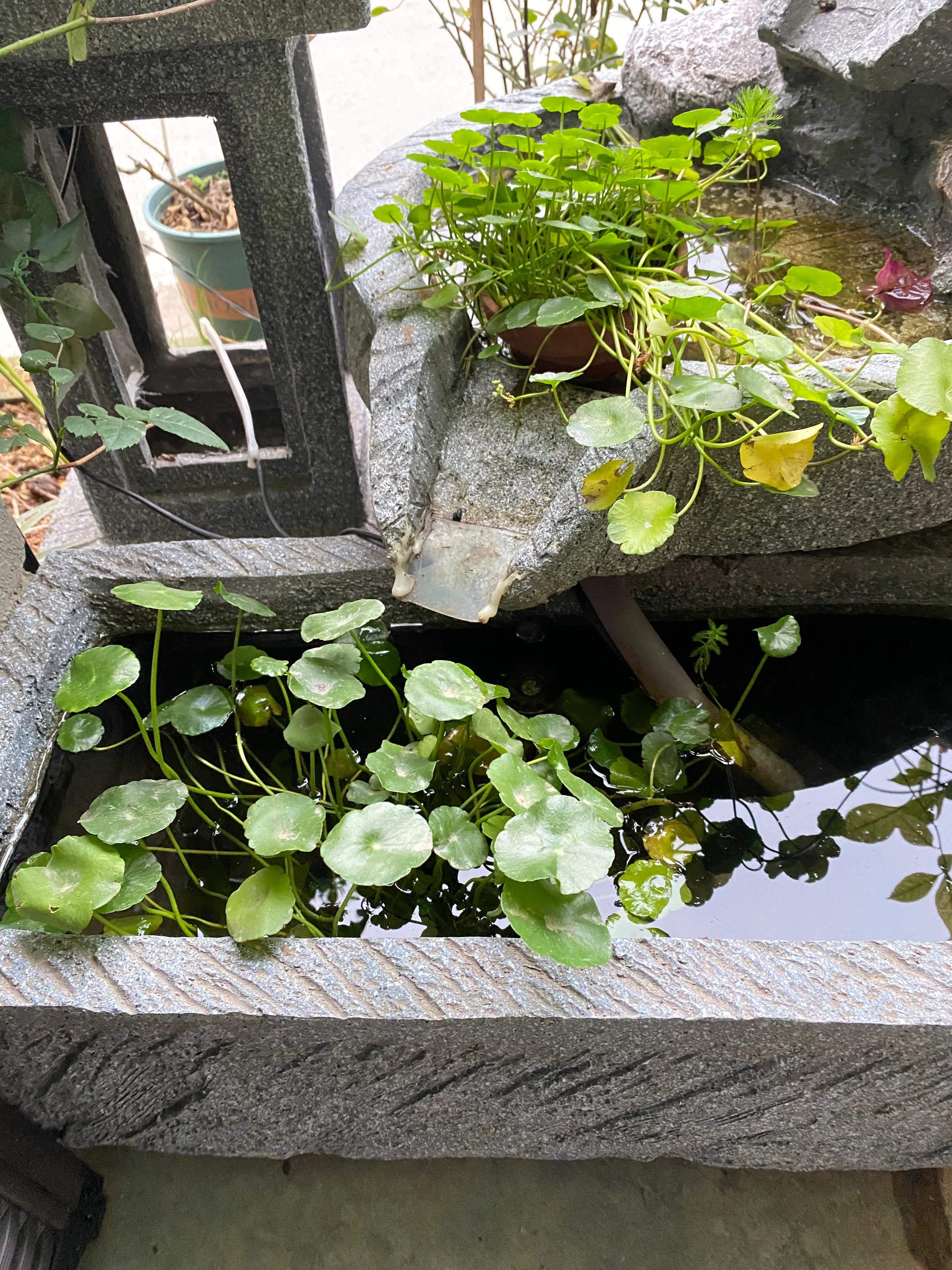 这一次养金鱼成功啦！生态鱼池学会这几招，告别金鱼杀手