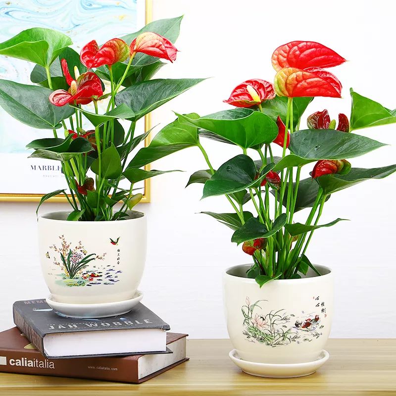 冬天红掌怎么养才能更旺盛,怎样养好红掌开花