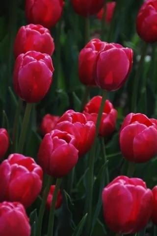 漂亮的郁金香随手一拍都是美景,春天的郁金香花海美得不可方物