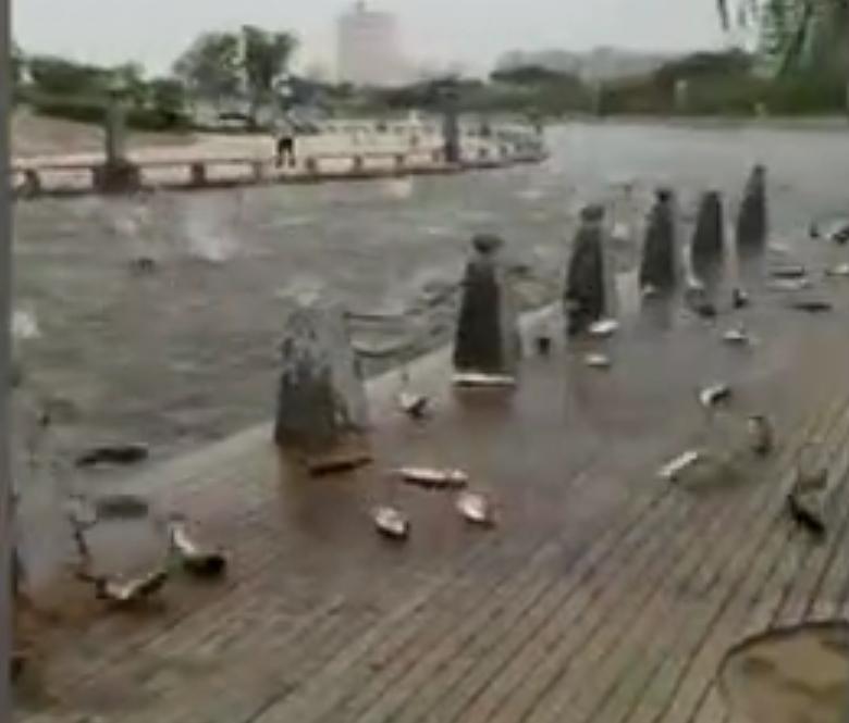 鱼跳出水面是地震前兆吗,鱼浮出水面是地震前兆吗