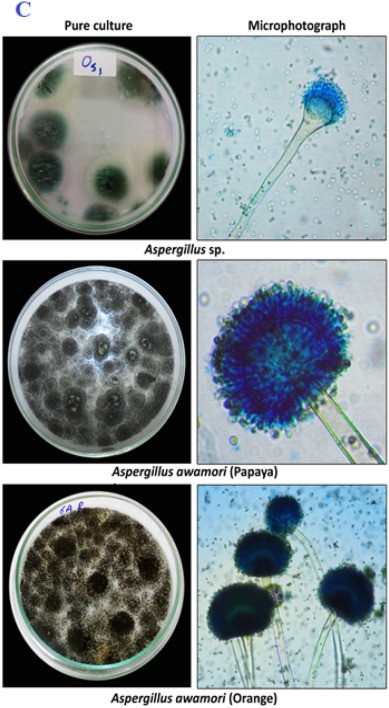探究结节叶藻作为生物刺激剂在改善乌头草（Jacq）生长性能的用途