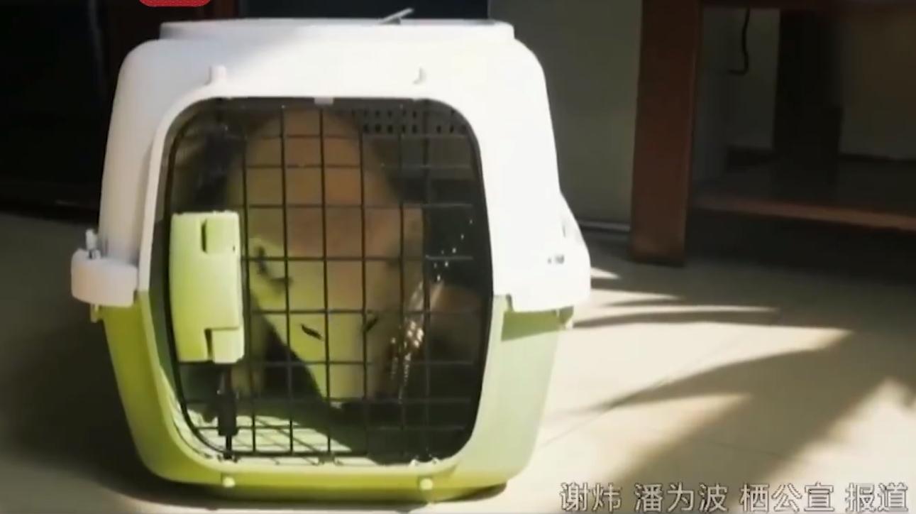 野外发现罕见的白狐,南京市民在路边捡到北极狐