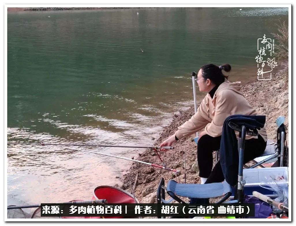 多肉植物里的糖,多肉生活的调味剂