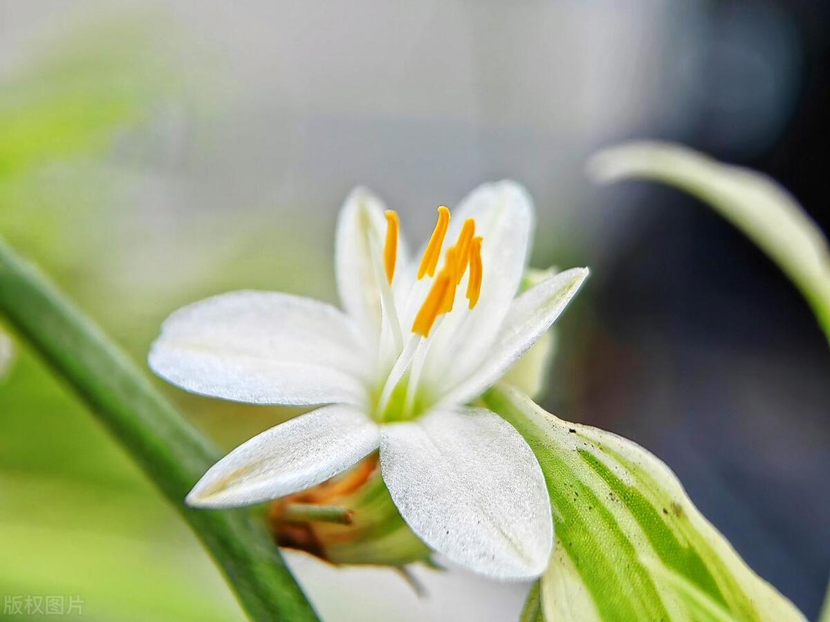 吊兰生虫子了怎么办,吊兰水培烂根长虫子