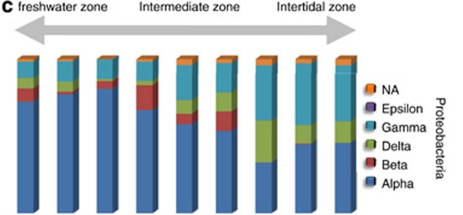 沿海微生物垫中，古细菌多样性的16SrRNA基因标签测序分析