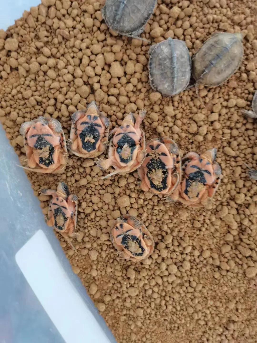 金钱龟养殖视频全过程播放,大的金钱龟怎么养殖