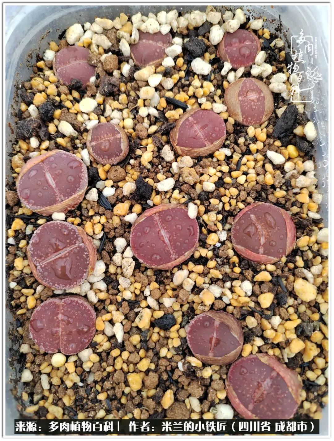 生石花好养吗怎么养护的,生石花的养殖方法和注意事项