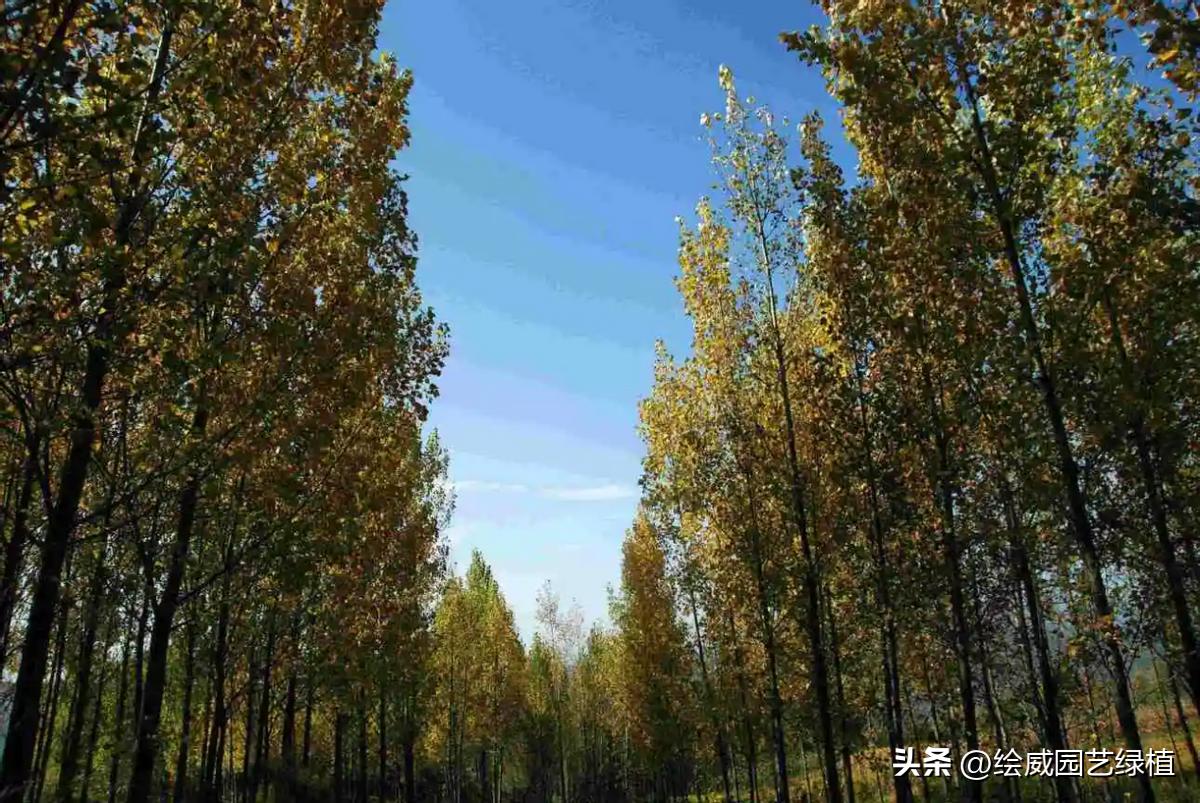 家里最旺财的十种树,有利于财运的风水树