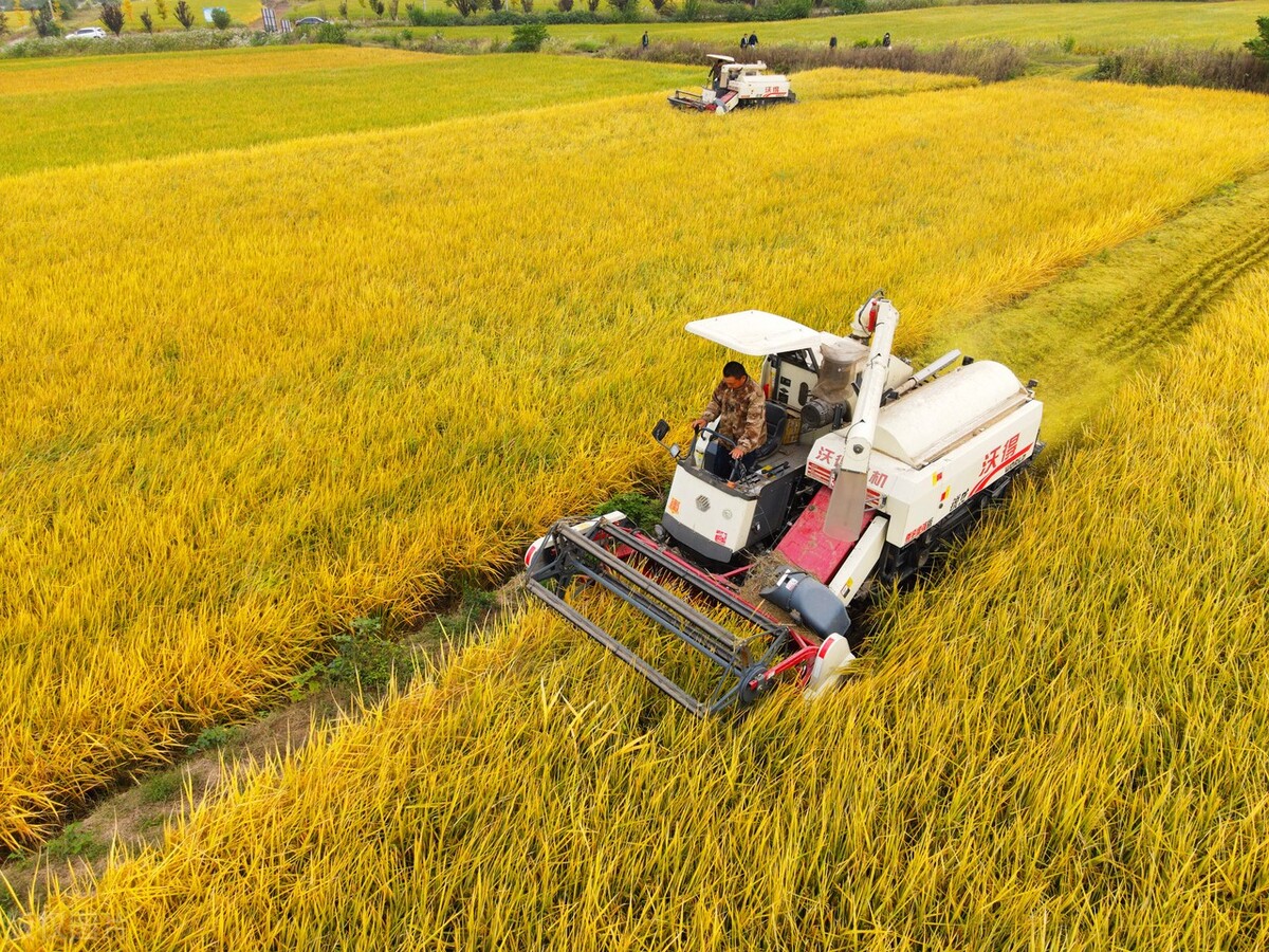 久保田收割机新款收割水稻视频,久保田小麦收割机视频大全