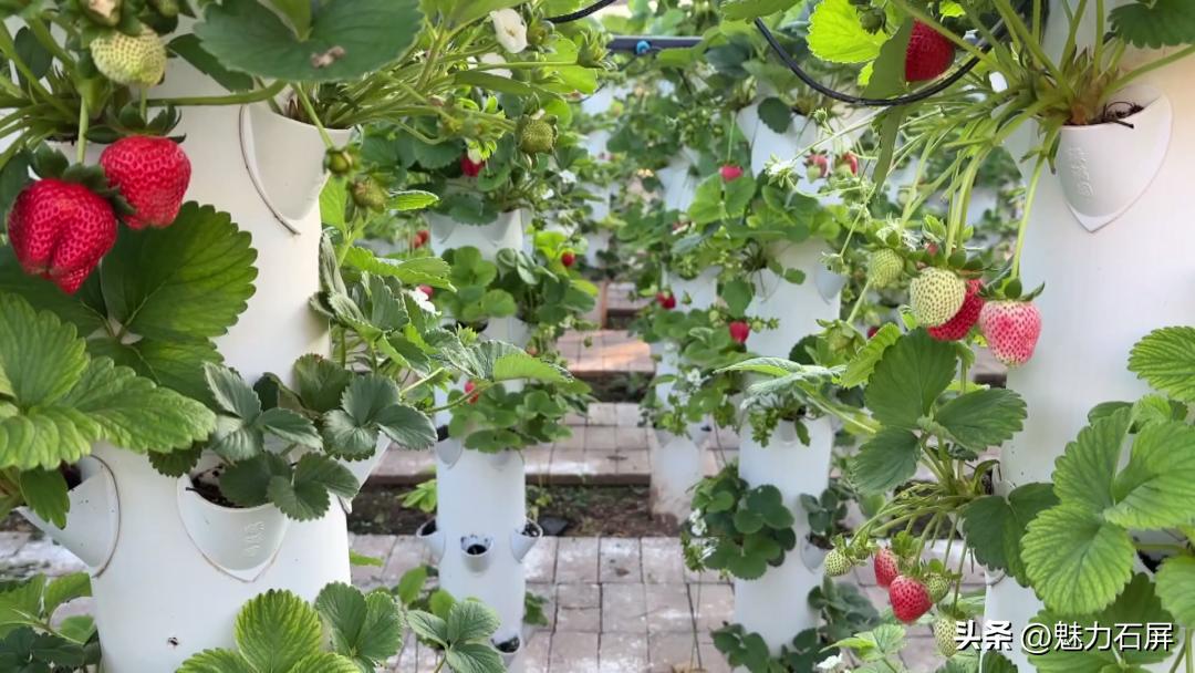周末打卡地|去看“管道树”上的草莓and去摘冬日的第一颗草莓
