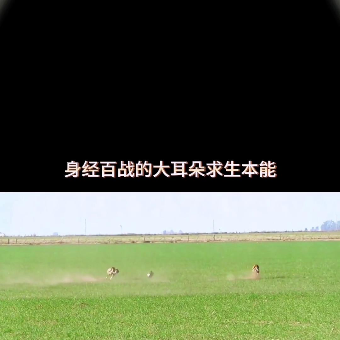 格力犬的5大优点让人夸赞,格力犬看身体结构知道速度快慢