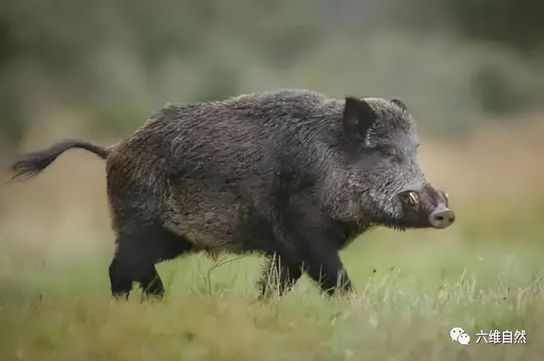 印度一头豹子被汽车碾压死亡,印度花豹被豪猪刺视频