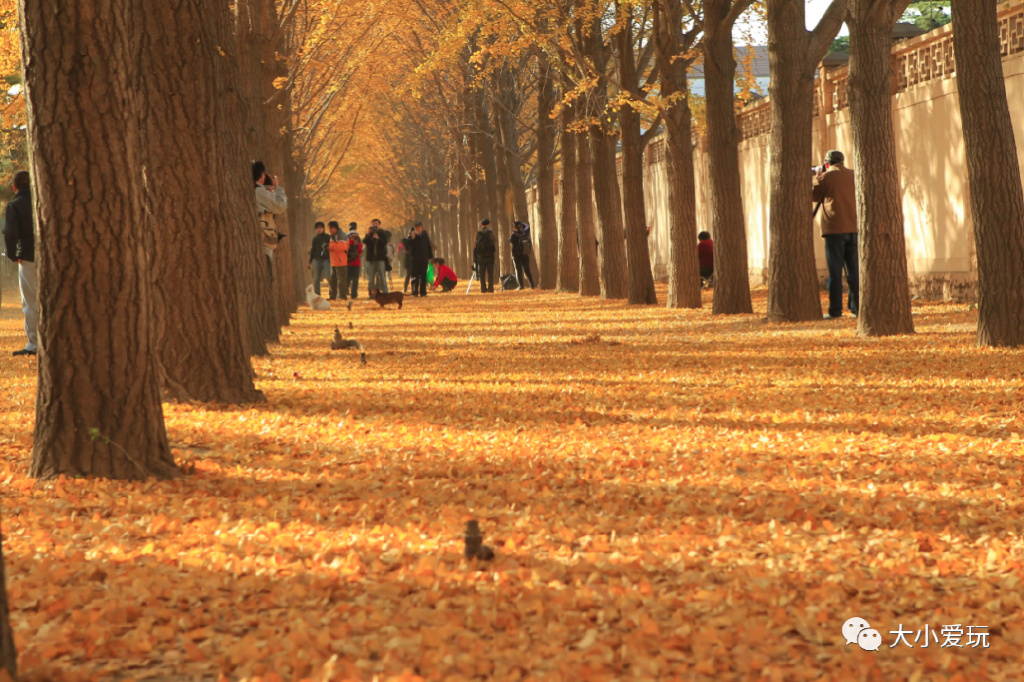 银杏最美的地方,金秋十月最美的银杏