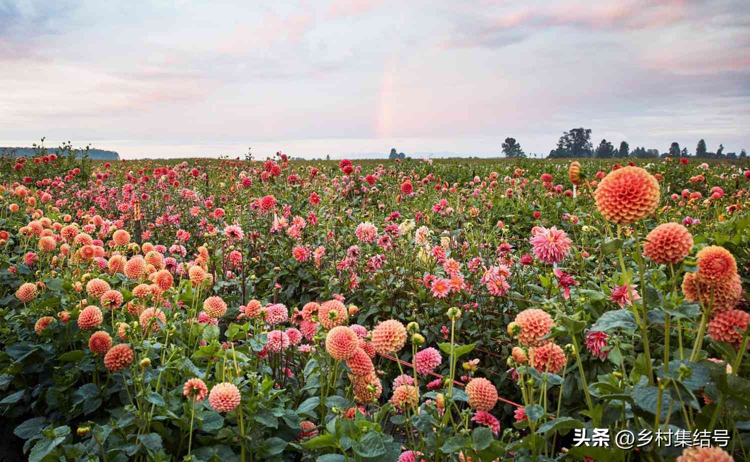 美国夏日梦幻农场：以大丽花为主题的鲜花园艺农场，如梦如画！