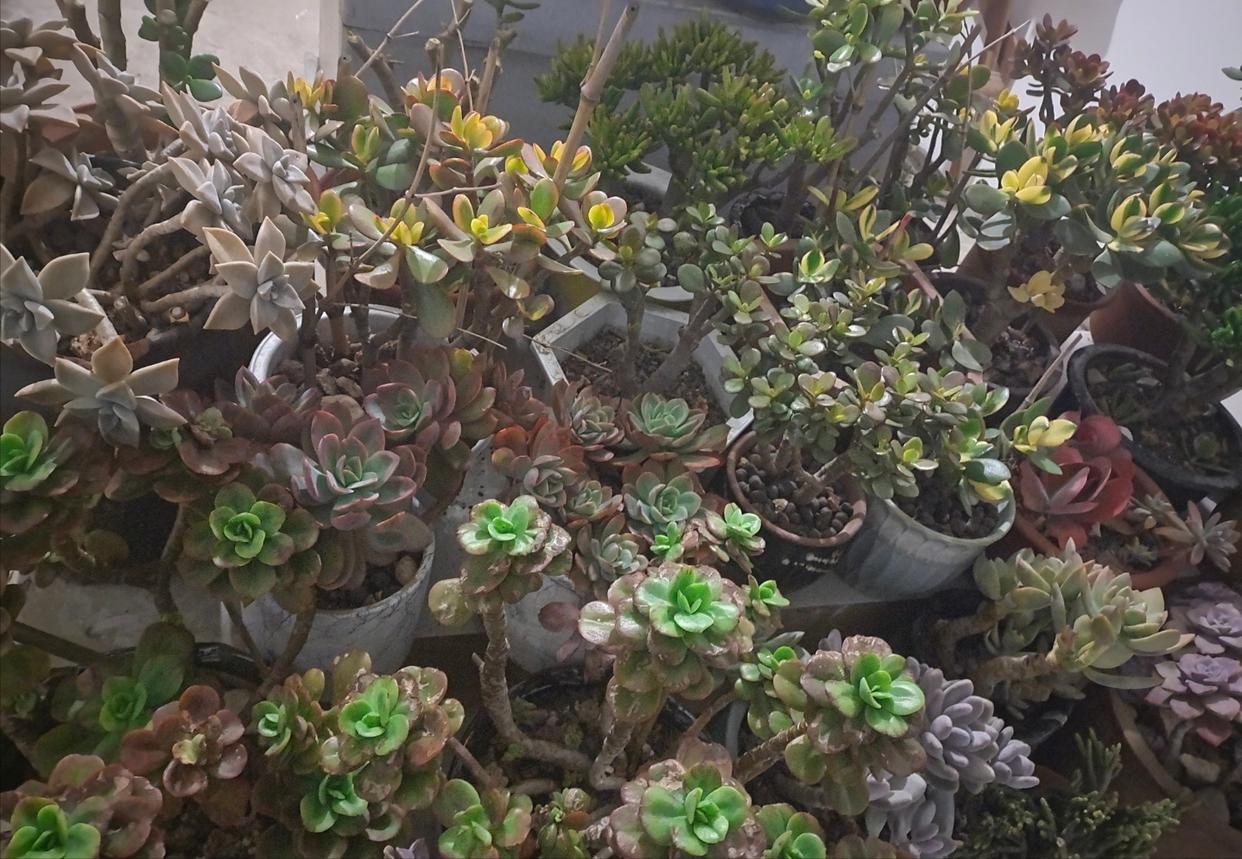 多肉不怕冷的办法,多肉怕冷吗冬天多肉怎么养