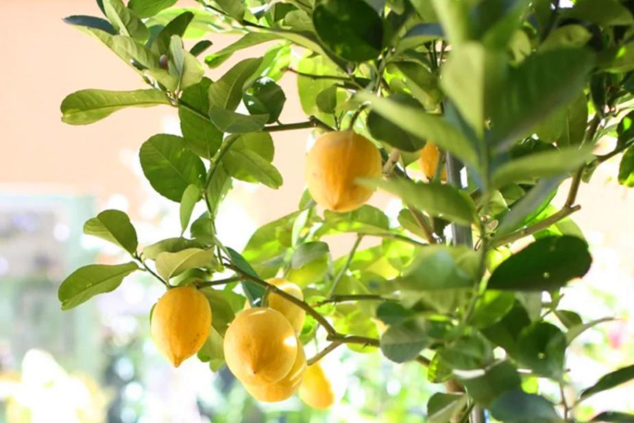 盆栽黄金树的寓意和象征,过年必备寓意好金钱树盆栽