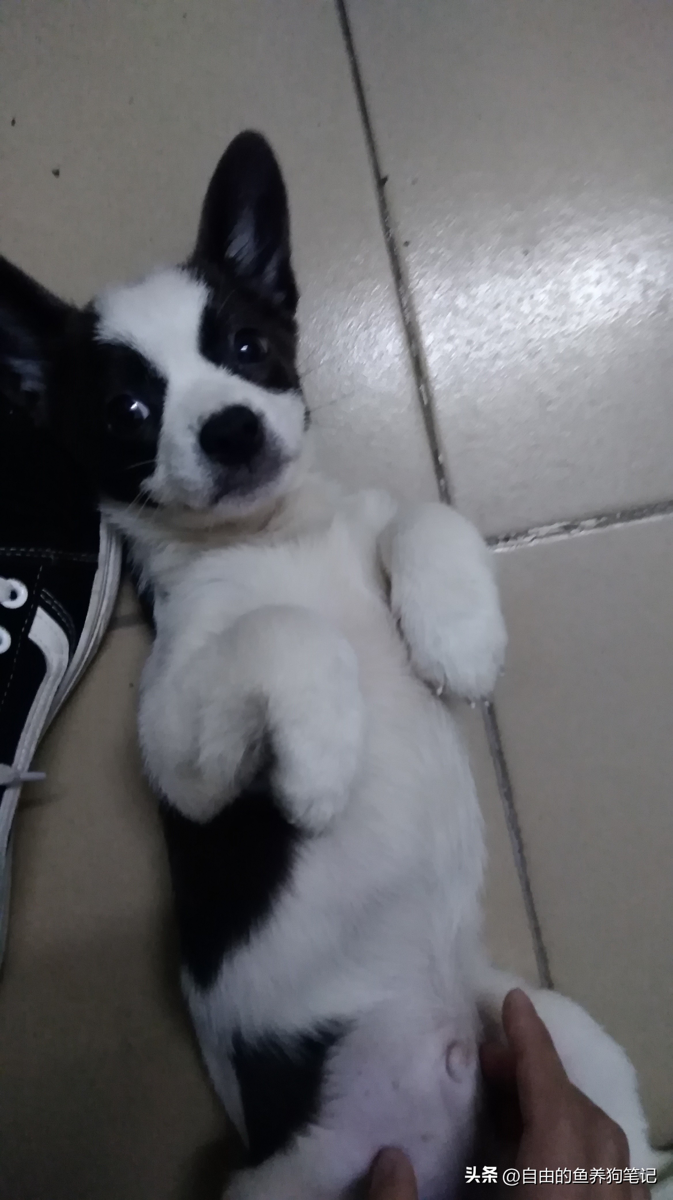 在网上买哪里的狗狗便宜又好,网上买的狗不到一个星期就病了