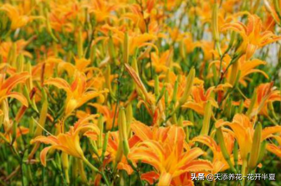 康乃馨是国外母亲节花，中国母亲花是什么您知道么？