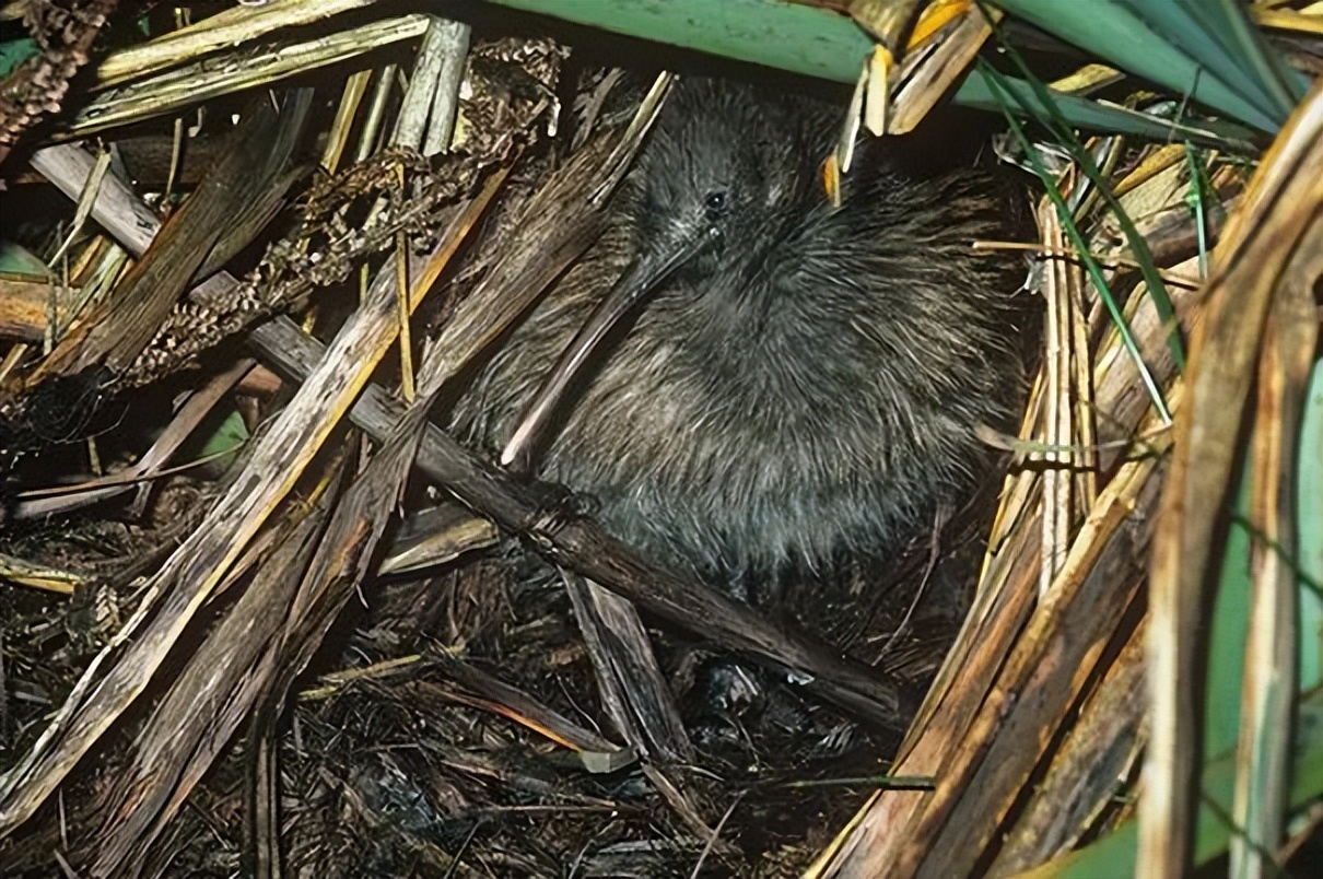 鸟翅膀退化,鸟退化了翅膀