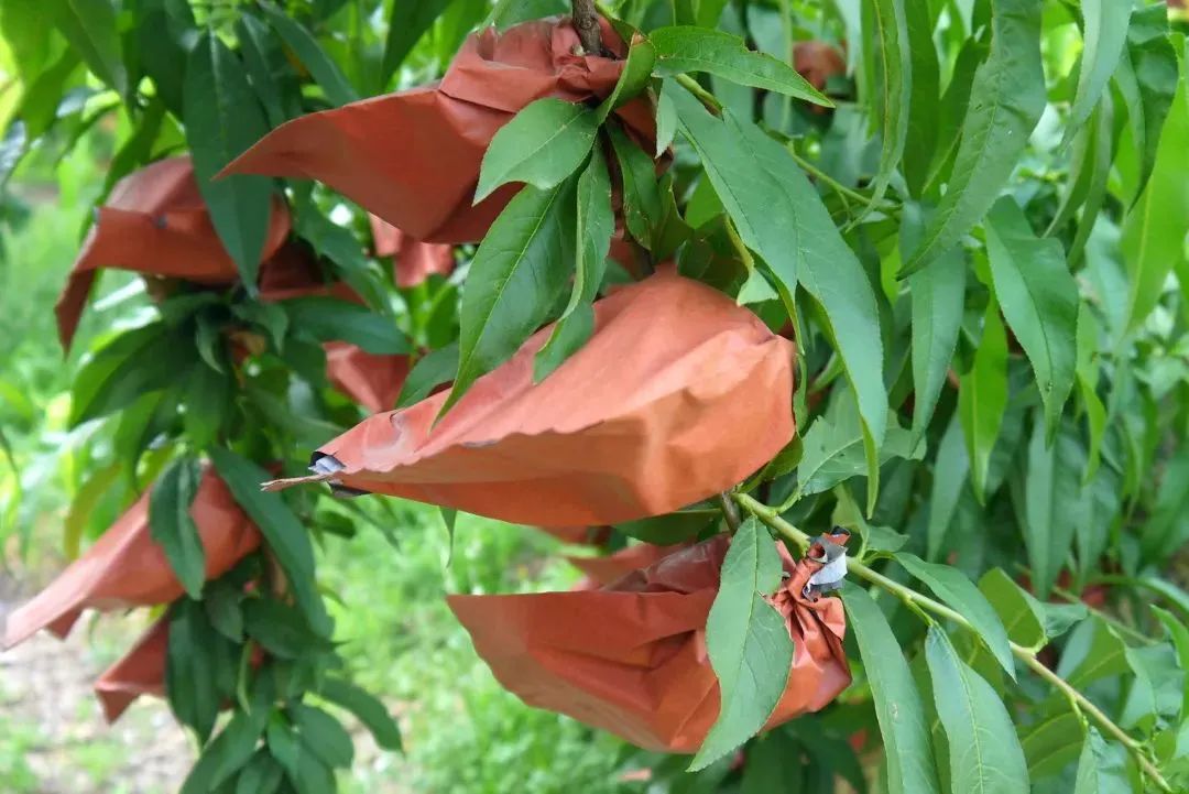 油桃陆续上市口感脆甜多汁,脆甜油桃最新价格