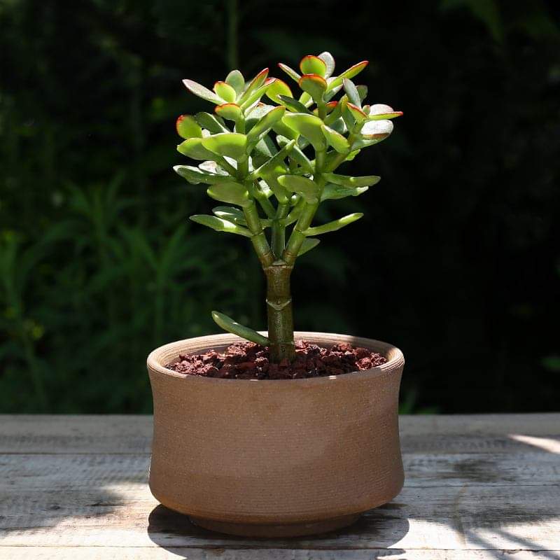 哪些多肉植物不能叶插,哪些多肉植物不需要阳光