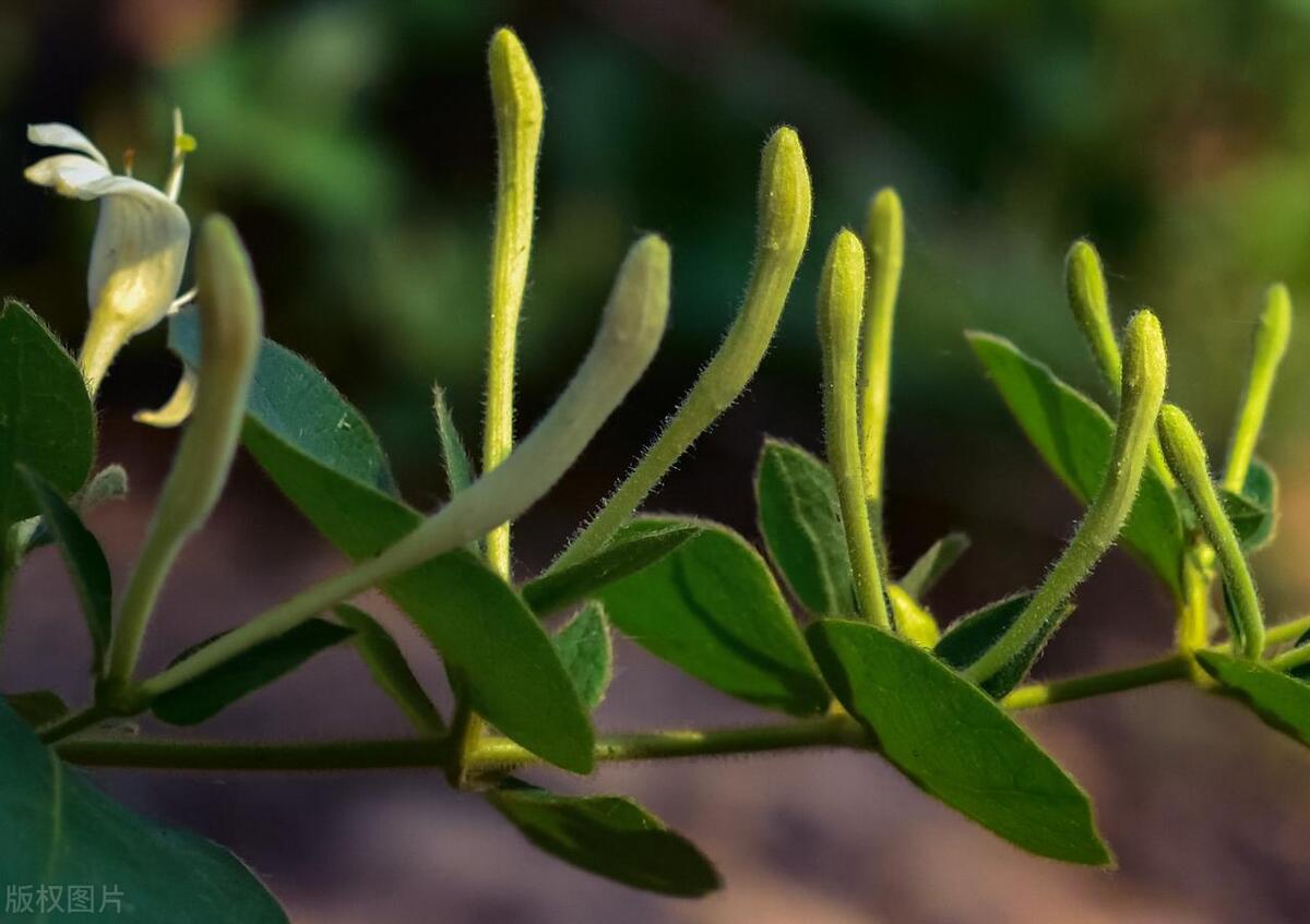 2023十大农业种植致富项目推荐,2023年网络赚钱项目