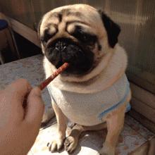 哪种狗最好养又省钱又可爱,什么狗好养还不掉毛还不贵