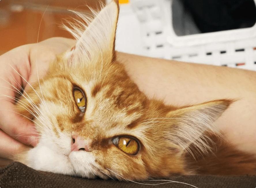 小李子猫罐头新口味,小李子猫罐头哪个口味好