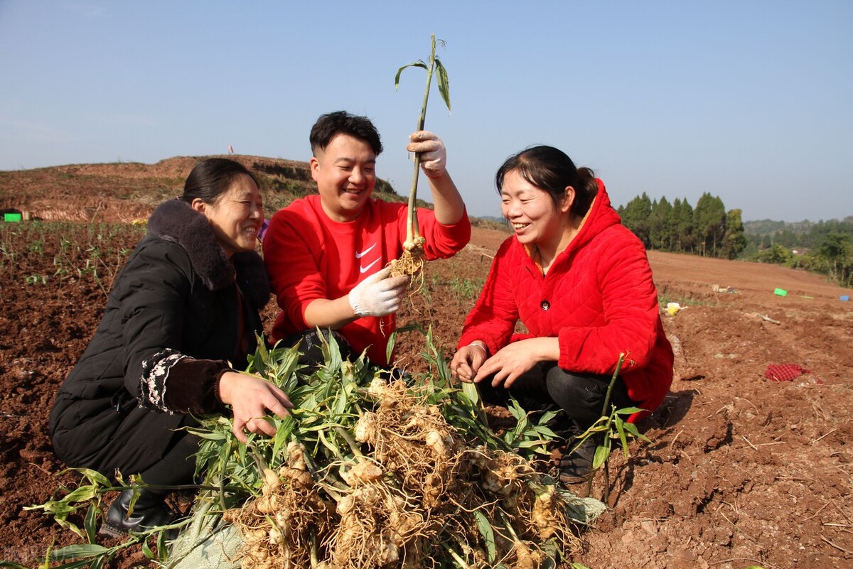 黄精中医食疗吃法,一味中药黄精泡水喝补气血养五脏