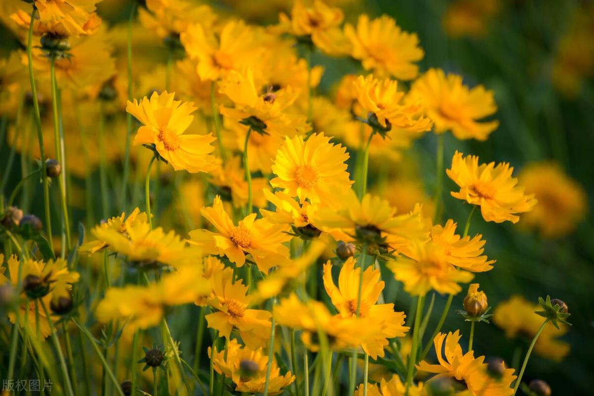 小满节气诗视频,小满节气诗歌大全