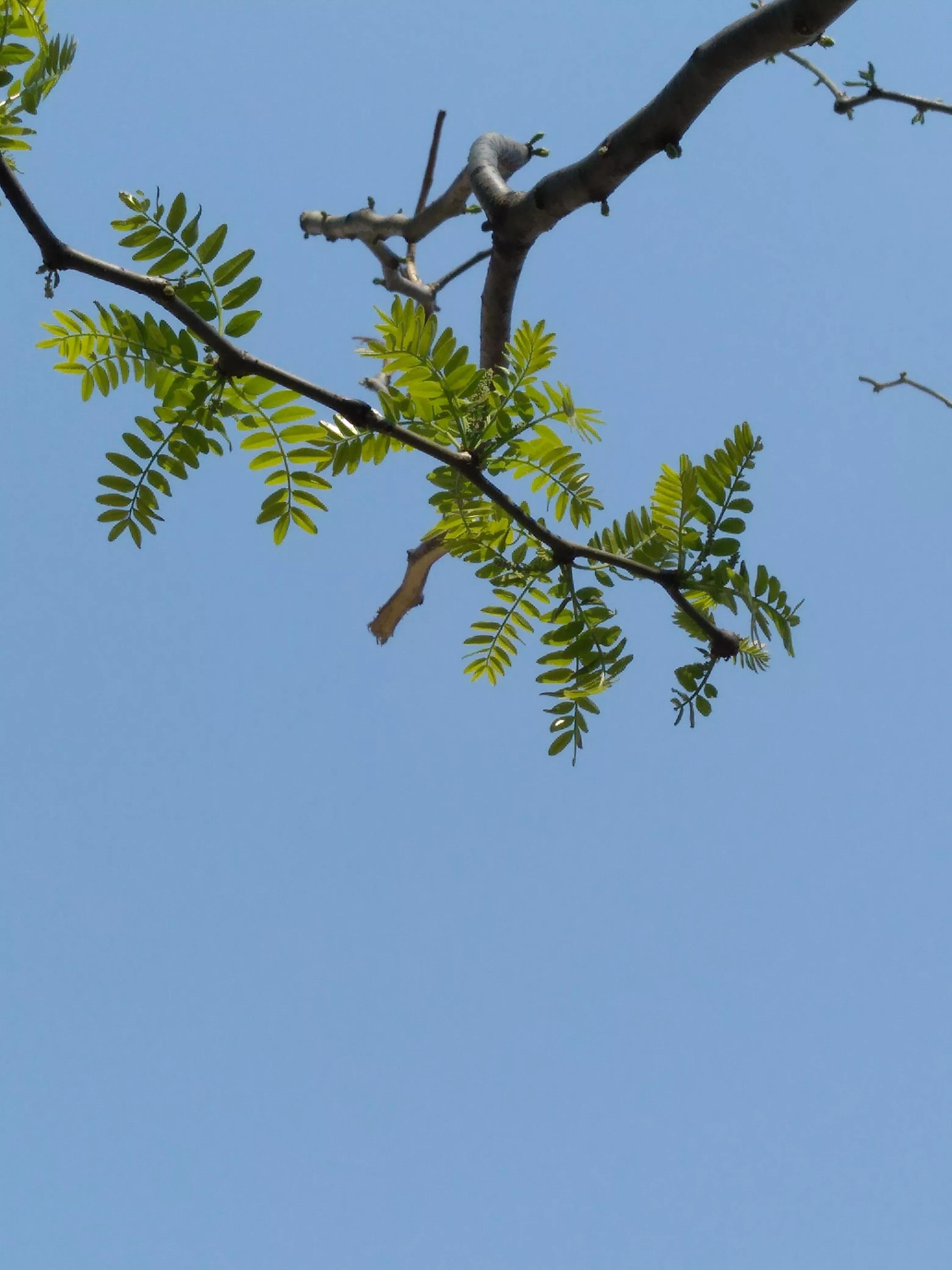 让花成花让树成树成为自己,让花成花让树成树让自己成为自己