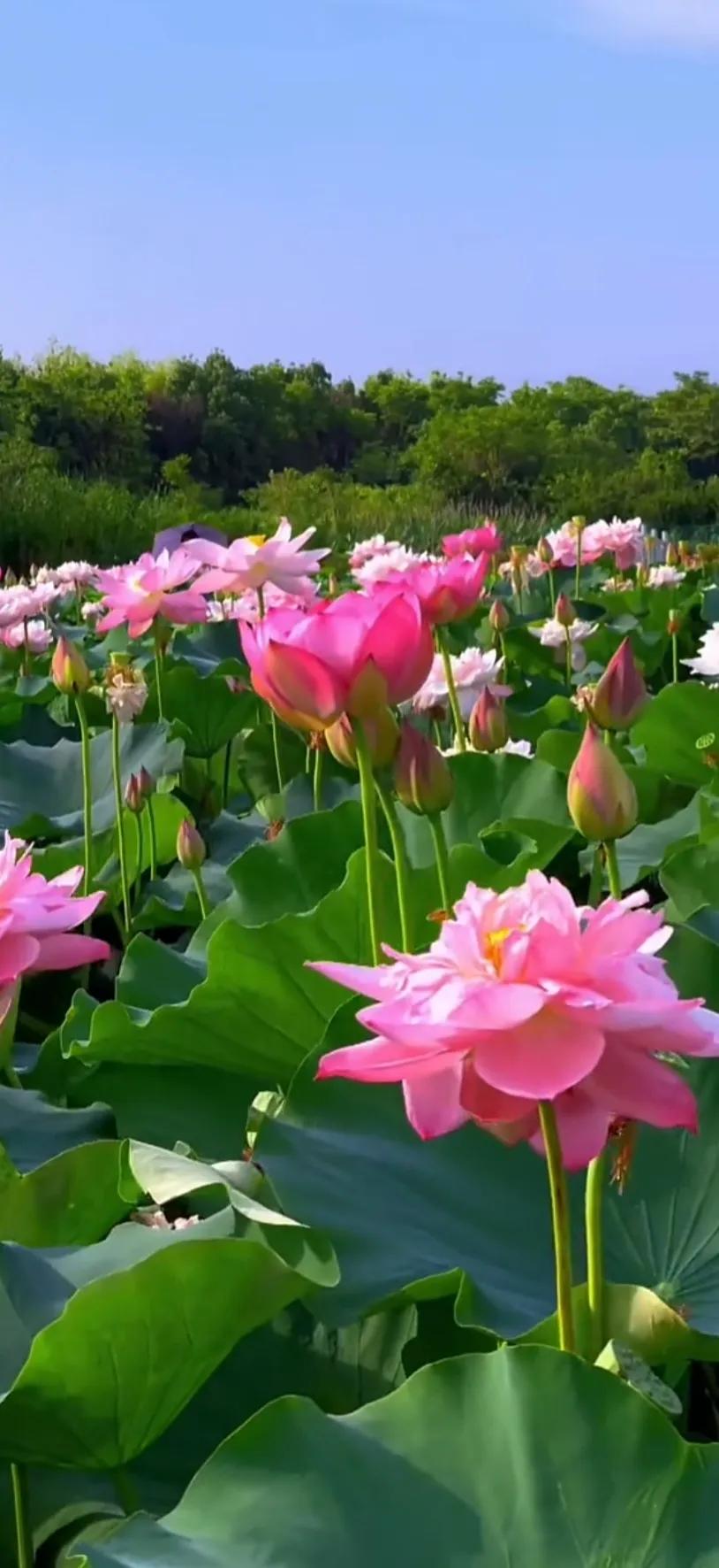 分享一组荷花图,分享一张你与荷花的照片