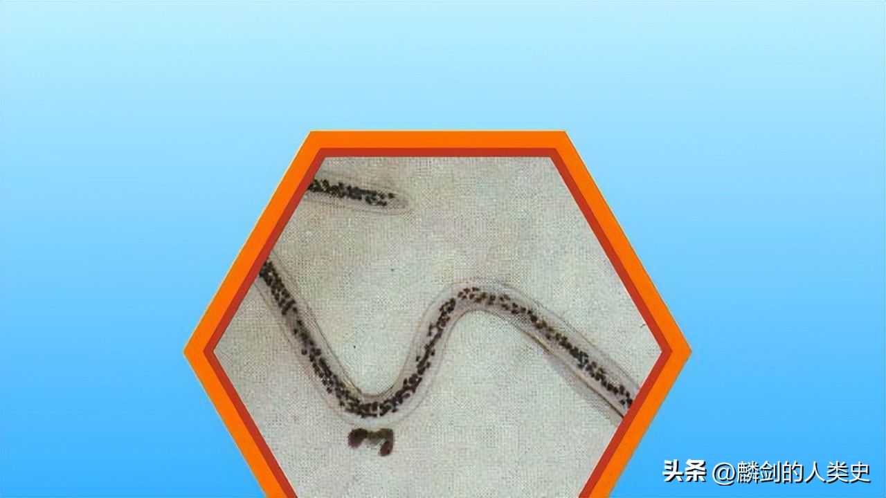 【动物界全系列】线虫动物门—刺嘴纲