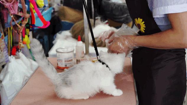 深圳探访宠物店,深圳最好的宠物街