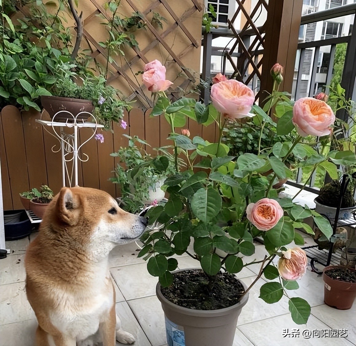 买花在哪个平台买比较便宜,网上买花哪里便宜