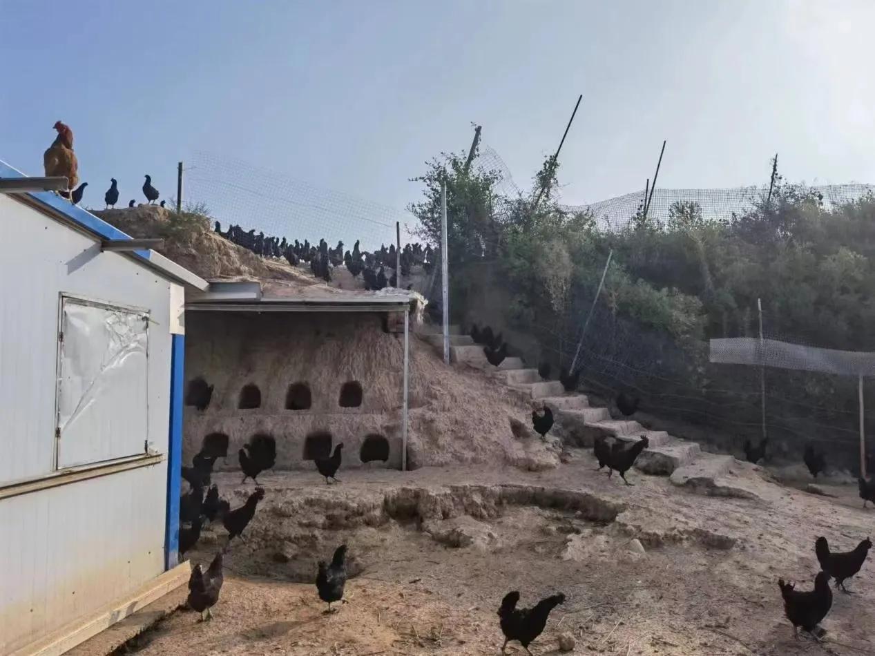 凤翔虢镇养鸡户,宝鸡凤翔养鸡