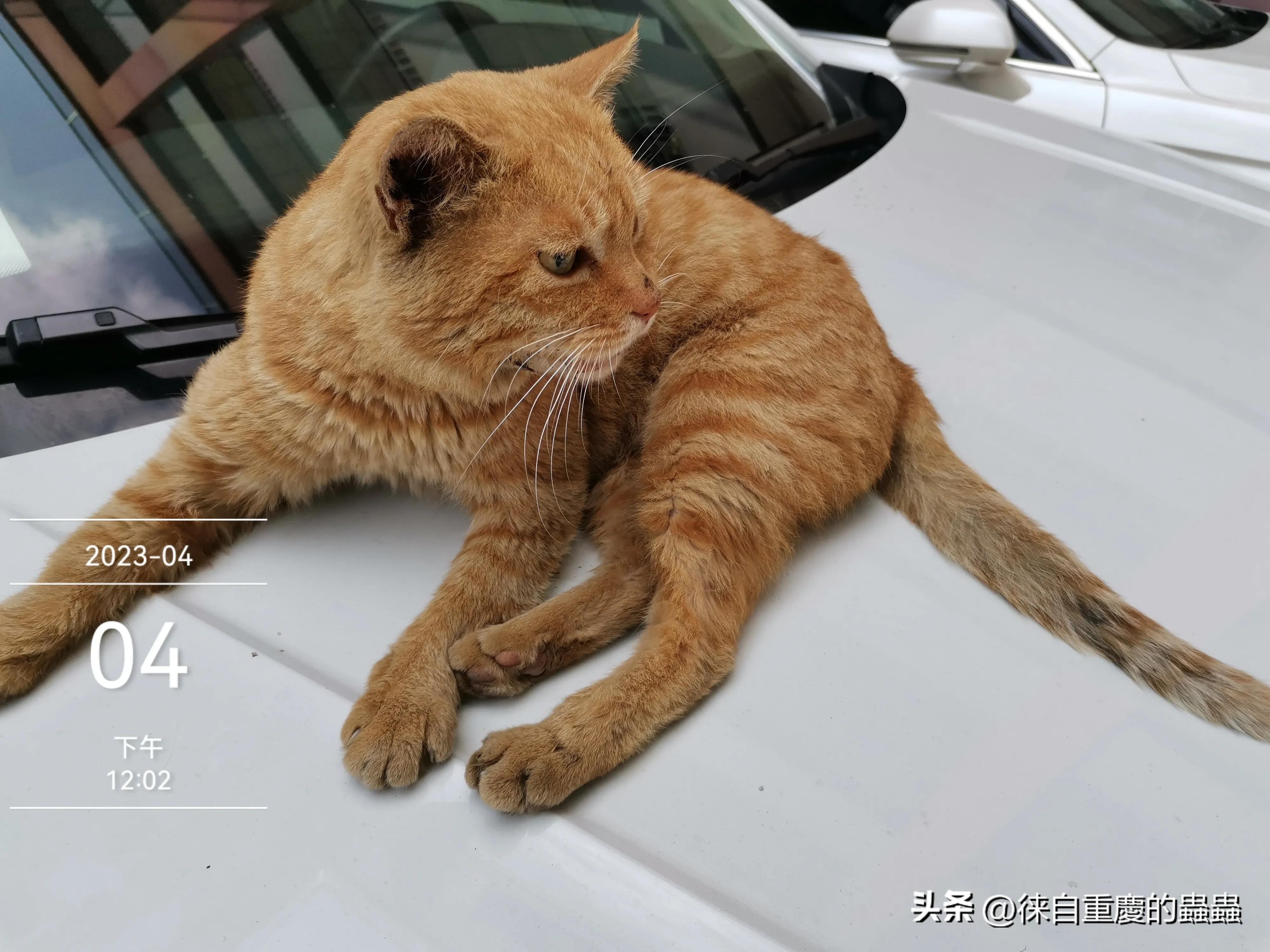 正在愁文章没有阅读量的朋友今天晚上何不到大街上压压马路