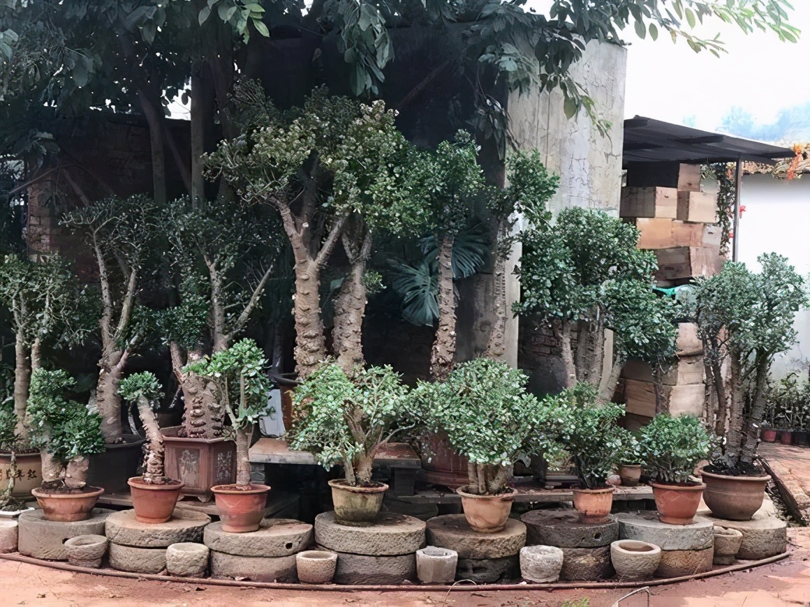 养玉树的十大诀窍,养玉树的绝招大全