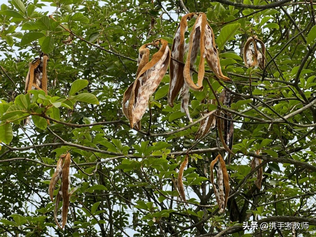 黄花风铃木品种介绍,黄花风铃木生长缓慢