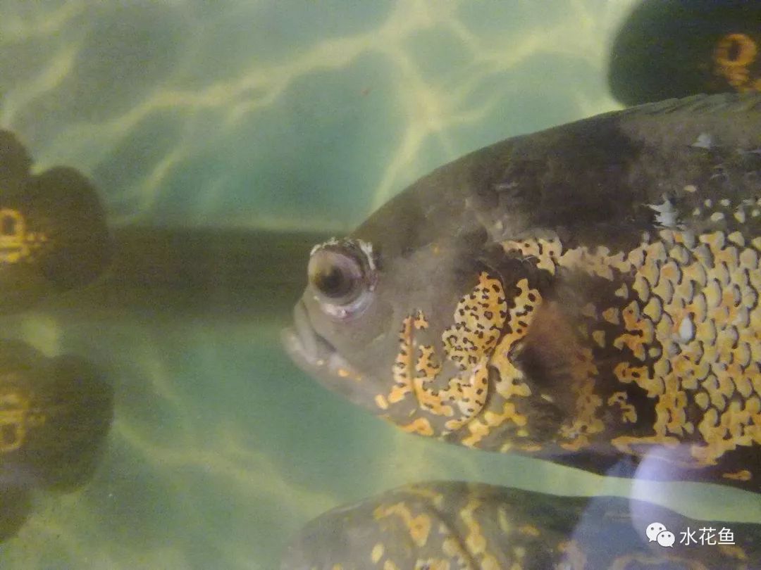 鱼眼睛白内障,鱼眼睛疾病