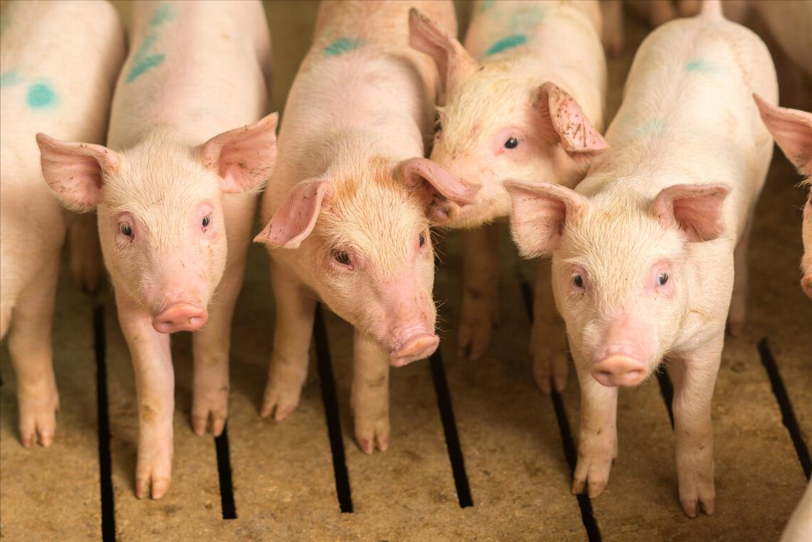 猪体温正常腹式呼吸气喘怎么治疗,猪腹式呼吸怎么治疗