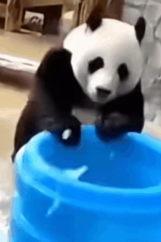 我真的太爱熊猫了，难不成上辈子是根竹子？