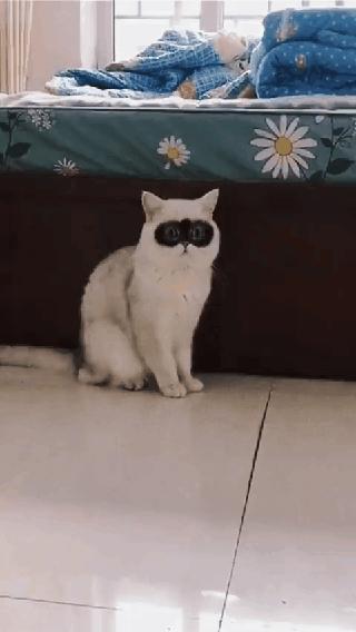 动物趣图2016,动物趣图视频大全