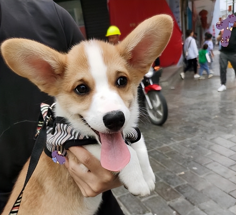 怎么自己在家给狗狗体检,在家给狗狗做检查