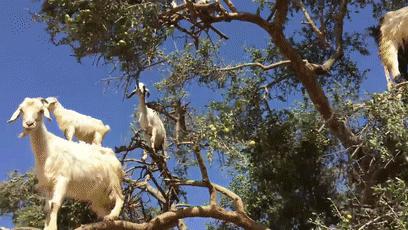 摩洛哥踢球干净吗,摩洛哥是怎样的一支球队